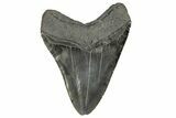 Fossil Megalodon Tooth - Sharply Serrated Blade #264542-2
